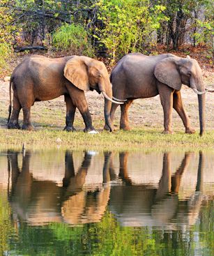Harare Lac Kariba Elephants