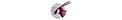 Qatar Airways