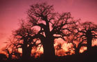 Afrique du Sud: Arbre
Vol Johannesbourg