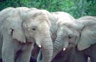 Afrique du Sud: Eléphant
Vol Johannesbourg