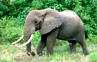 Afrique: Eléphant
Vol Abidjan