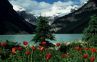 Alberta: Fleurs
Vol Edmonton
