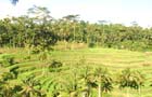 Indonésie - Bali: Rizière
Vol Denpasar