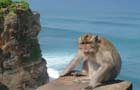 Indonésie - Bali: Singe
Vol Denpasar