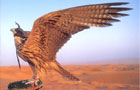 Emirats Arabes Unis: Faucon
Vol Abou Dhabi