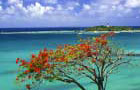 Guadeloupe: Arbre
Vol Pointe A Pitre