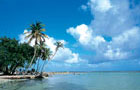 Guadeloupe: Palmier
Vol Pointe A Pitre
