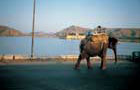 Inde: Elephant
Vol Bombay
