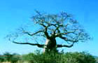 Kenya: Arbre
Vol Nairobi