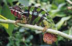 Madagascar: Caméléon
Vol Madagascar
