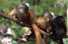 Madagascar: Singes
Vol Madagascar