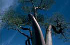 Madagascar: Arbre
Vol Madagascar