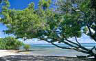 Martinique: Arbre
Vol Fort-de-France