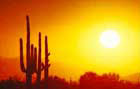 Mexique: Cactus
Vol Mexico