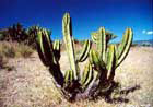 Mexique: Cactus
Vol Mexico