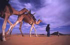 Niger: Dromadaire
Billet avion Niger