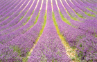 Provences Alpes Côte d'Azur: Provence
Vol Marseille