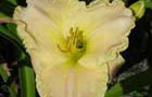 Sénégal: Fleur
Vol Saint Louis du Sénégal