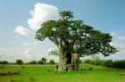 Sénégal: Arbre
Vol Saint Louis du Sénégal