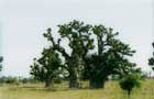 Sénégal: Arbre
Vol Saint Louis du Sénégal
