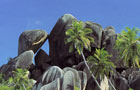 Seychelles: Palmiers
Vol Praslin (Seychelles)