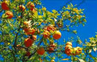 Tunisie: Orange
Vol Sfax