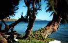 Turquie: Arbre
Vol Izmir