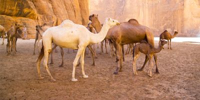 Djamena