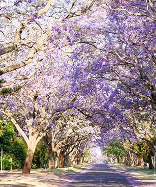 Pretoria Parc Fleurs 02