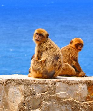 Jijel Singe Bord Mer