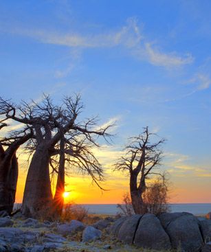 Francistown Baobabs Kubu Island