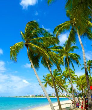 Maceio Plage Palmiers