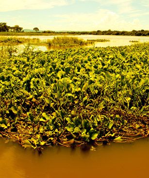 Rondonopolis Mato Grosso Etang Sky