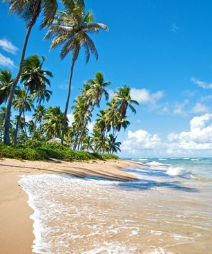 Salvador De Bahia Plage Palmier