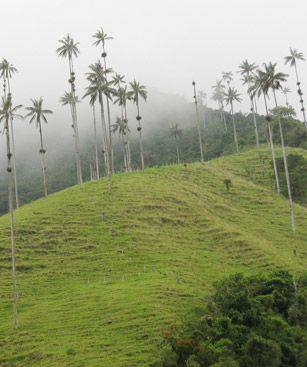 Armenia Cocora Plaine