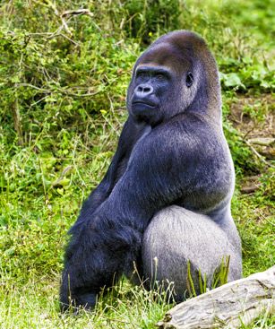 Brazzaville Gorille