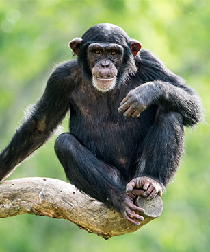 Bouake Chimpanze