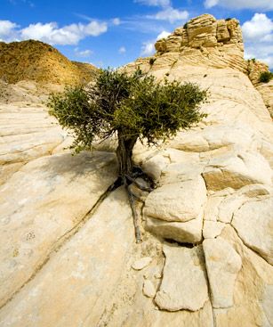 Saint George Etats Unis Parc D Etat Snow Canyon