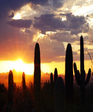 Tucson Desert Cactus