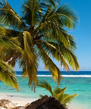 Rarotonga Lagon Palmier