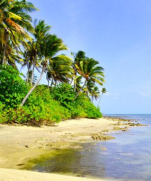 Batam Plage Cocotier Sable