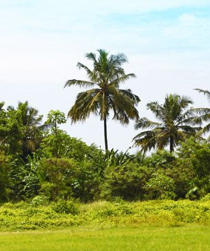 Port Harcourt Paysage Cocotiers