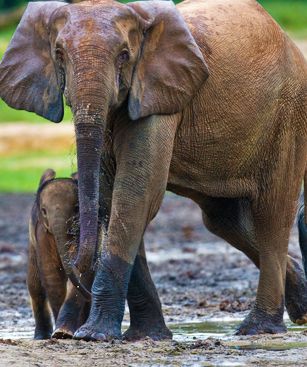 Bangui Parc Animalier Elephants