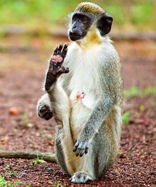 Cap Skirring Casamance Singe Vert