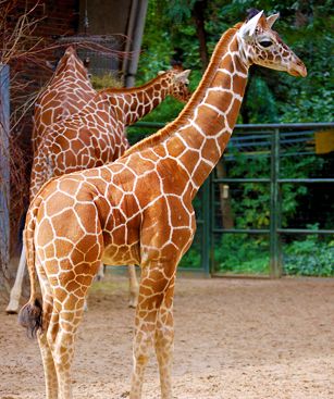 Mogadiscio Girafe