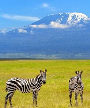 Kilimandjaro Savane Zebre