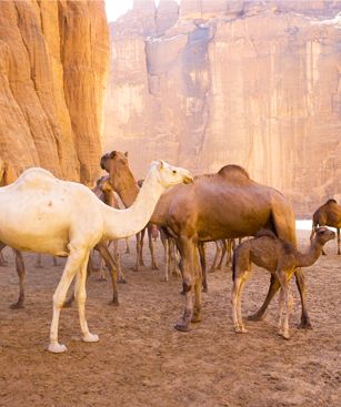 Tchad Desert Chameaux