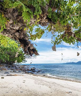 Trat Plage Geko Yuak