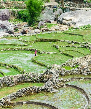 Dien Bien Phu Rizieres Traditionnelles