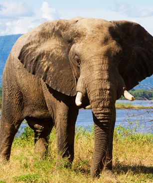Lusaka Elephant